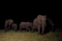 Simbavati River Lodge - Dinner mit Elefanten