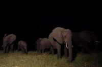 Simbavati River Lodge - Dinner mit Elefanten