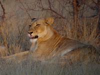 Timbavati Game Reserve - Safari - Löwendame