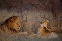 Timbavati Game Reserve - Safari - Löwen