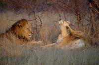 Timbavati Game Reserve - Safari - Löwen