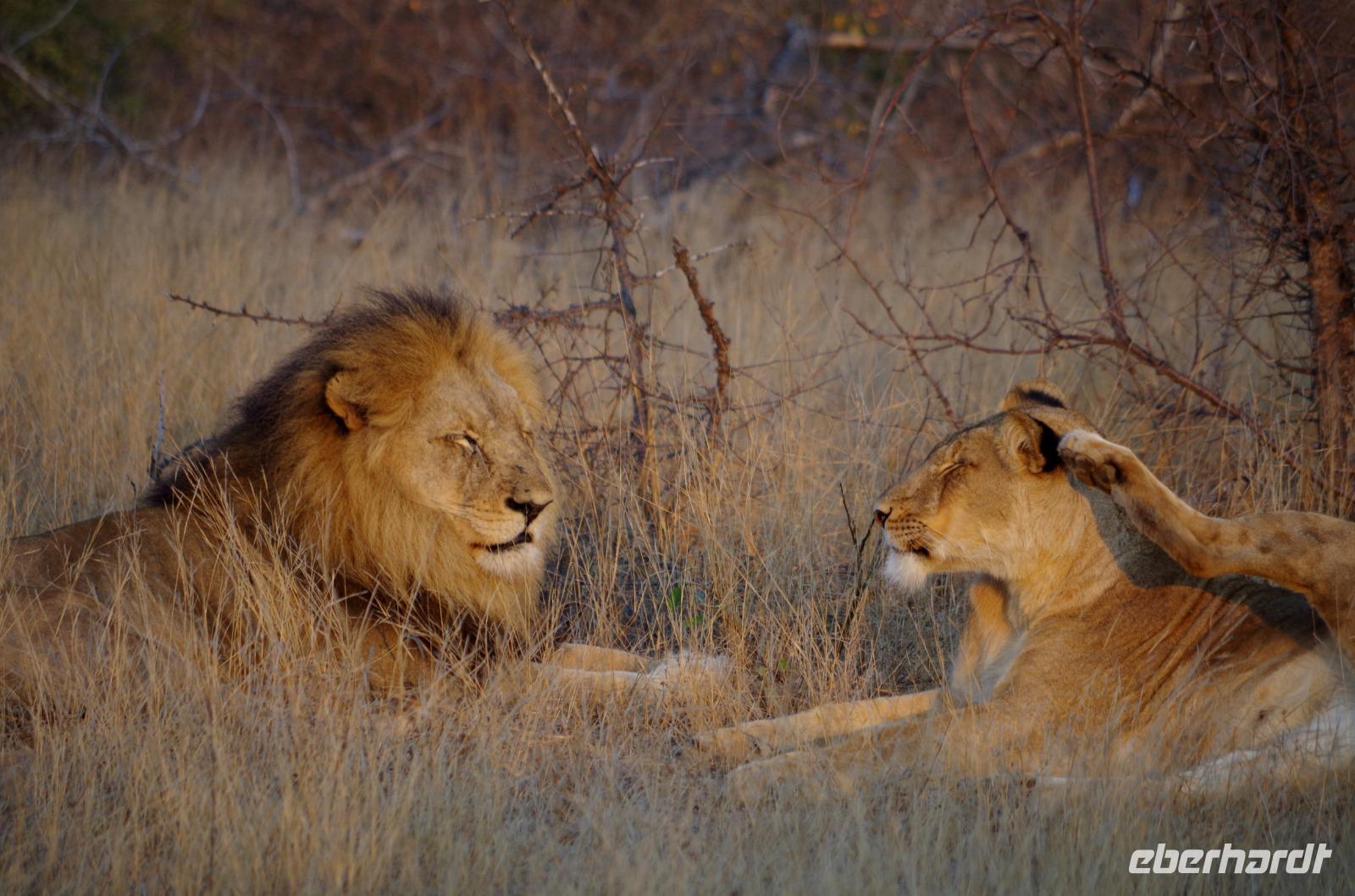 Timbavati Game Reserve - Safari - Löwen
