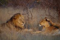 Timbavati Game Reserve - Safari - Löwen