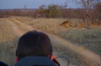 Timbavati Game Reserve - Safari