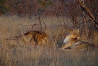 Timbavati Game Reserve - Safari - Löwen