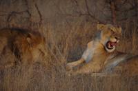 Timbavati Game Reserve - Safari - Löwen