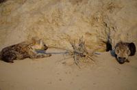 Timbavati Game Reserve - Safari - Tüpfelhyänen