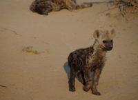 Timbavati Game Reserve - Safari - Tüpfelhyänen