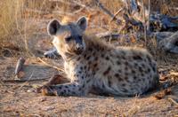 Timbavati Game Reserve - Safari - Tüpfelhyänen