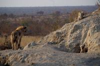 Timbavati Game Reserve - Safari - Tüpfelhyänen