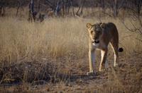 Timbavati Game Reserve - Safari - Löwen im Anmarsch