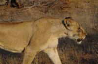 Timbavati Game Reserve - Safari - Löwen