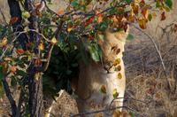 Timbavati Game Reserve - Safari - Löwenversteck