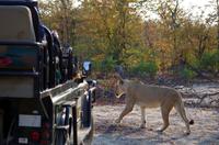 Timbavati Game Reserve - Safari - Löwen