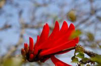 Panoamaroute - Afrikanischer Korallenbaum