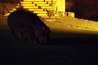 Hippo Hollow Estate - Dinner mit Hippos