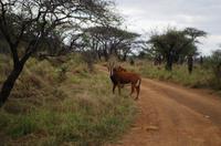 Mkhaya Game Reserve - Safari - Säbelantilopen