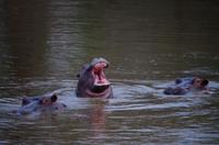 Mkhaya Game Reserve - Safari - Flusspferde