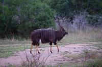 Mkhaya Game Reserve - Safari -Nyala