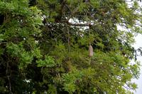 Mkhaya Game Reserve - Safari - Leberwurstbaum