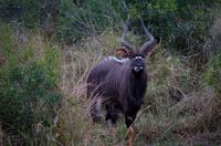 Mkhaya Game Reserve - Safari -Nyala