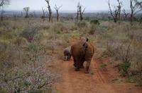 Mkhaya Game Reserve - Safari - Breitmaulnashorn mit Baby