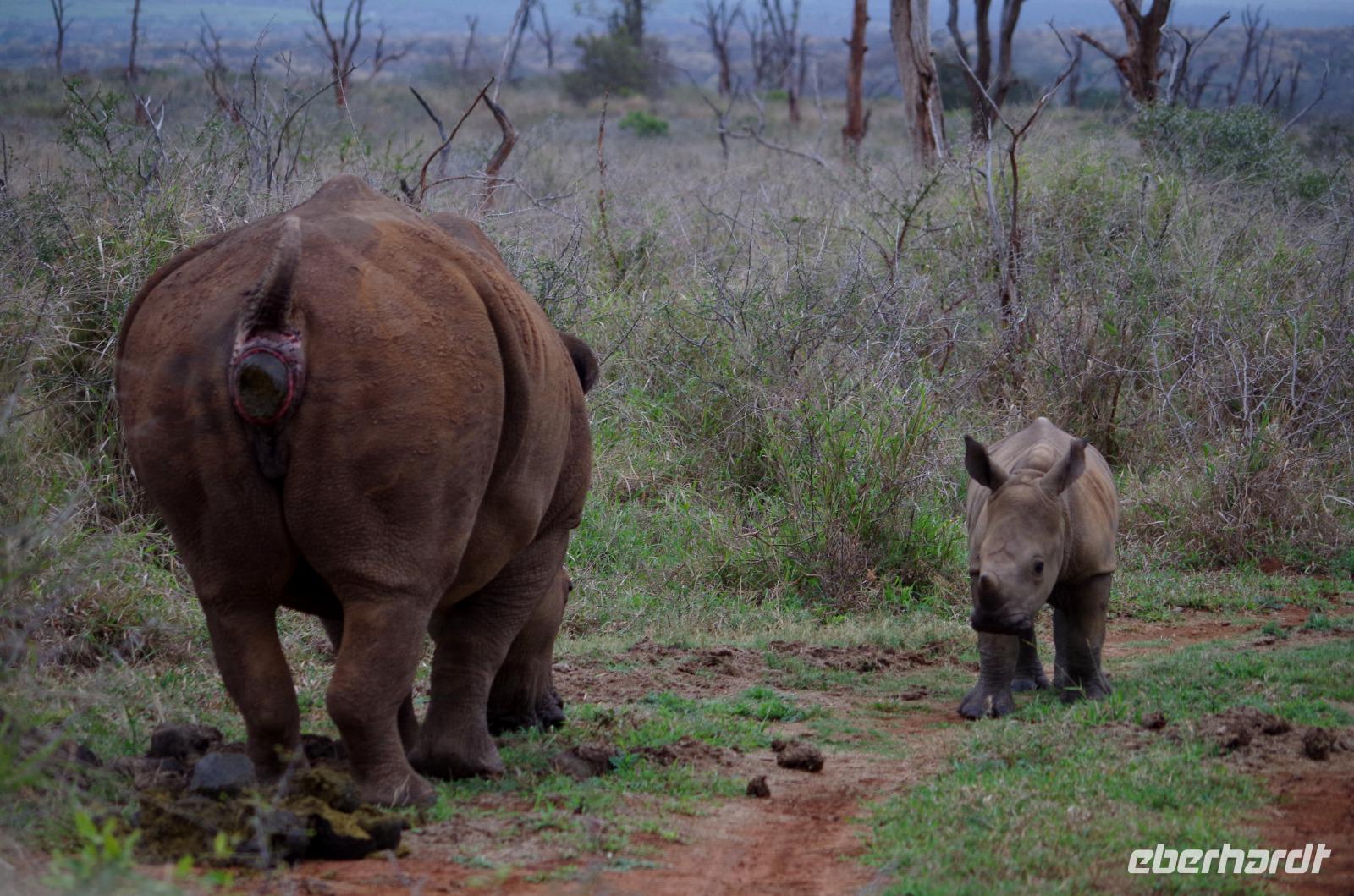 Mkhaya Game Reserve - Safari - Breitmaulnashorn mit Baby