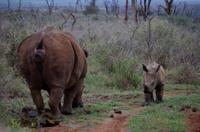 Mkhaya Game Reserve - Safari - Breitmaulnashorn mit Baby