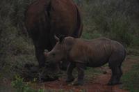 Mkhaya Game Reserve - Safari - Breitmaulnashorn mit Baby