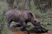 Mkhaya Game Reserve - Safari - Breitmaulnashorn-Baby