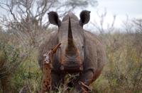 Mkhaya Game Reserve - Safari - Breitmaulnashorn-Bulle