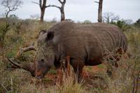 Mkhaya Game Reserve - Safari - Breitmaulnashorn