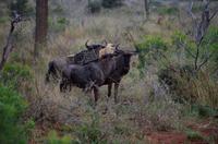 khaya Game Reserve - Safari - Streifengnus