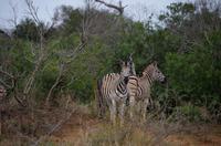 khaya Game Reserve - Safari - Steppenzebras