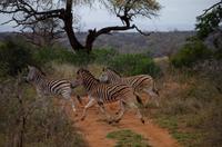 Mkhaya Game Reserve - Safari - Zebrastreifen