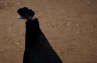 Mkhaya Game Reserve - Haubenperlhuhn