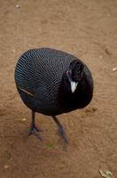 Mkhaya Game Reserve - Haubenperlhuhn