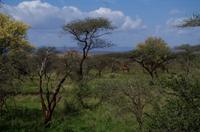 Mkhaya Game Reserve - blühende Mkhaya-Bäume