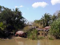 St. Lucia - Bootstour - Hippos, Hippos, Hippos