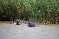 St. Lucia - Bootstour - Flusspferde