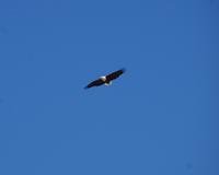 St. Lucia - Bootstour - Schreiseeadler