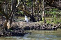St. Lucia - Bootstour - Mangroven und Silberreiher