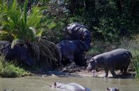 St. Lucia - Bootstour - Hippos, Hippos, Hippos