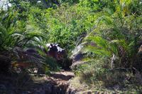St. Lucia - Bootstour - Hippos, Hippos, Hippos