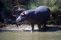 St. Lucia - Bootstour - Hippos, Hippos, Hippos
