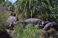 St. Lucia - Bootstour - Hippos, Hippos, Hippos