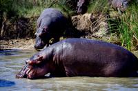 St. Lucia - Bootstour - Hippos, Hippos, Hippos
