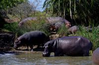 St. Lucia - Bootstour - Hippos, Hippos, Hippos
