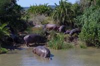 St. Lucia - Bootstour - Hippos, Hippos, Hippos
