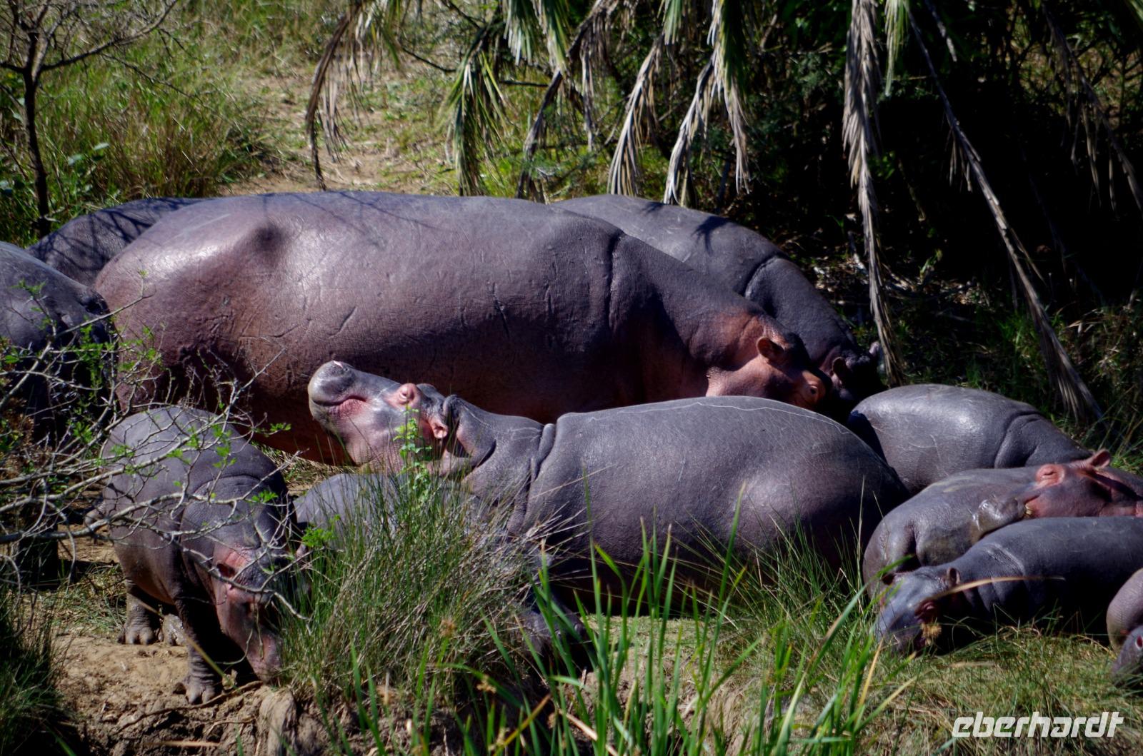 St. Lucia - Bootstour - Hippos, Hippos, Hippos